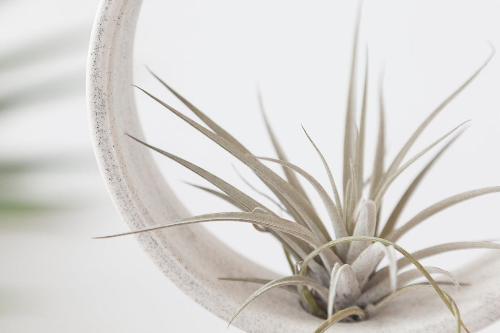 Round ceramic planter - air plant - Speckles collection - Parceline