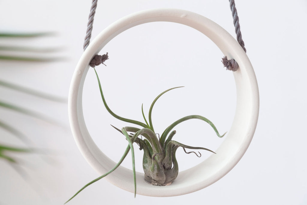 Ceramic air plant holder - Minimal white collection - Parceline