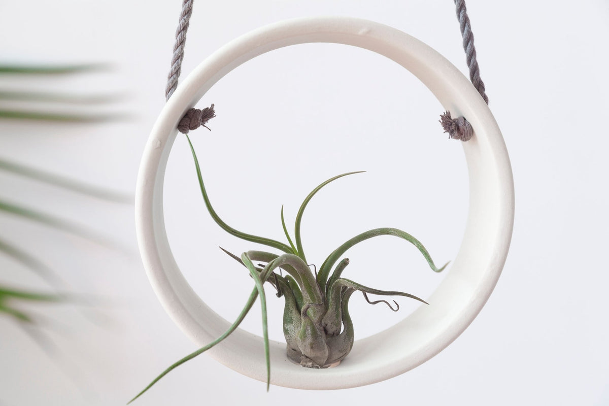 pamina air plant holder Ceramic air plant holder